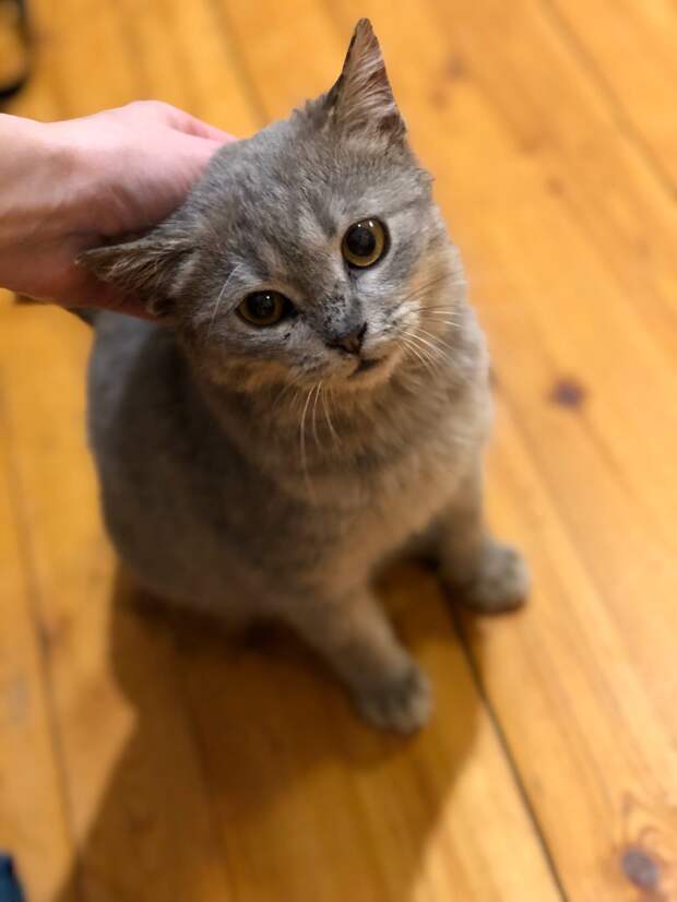 серая кошка
