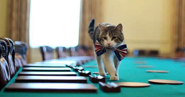 Усатые помощники, которых не смущает то, что у них лапки