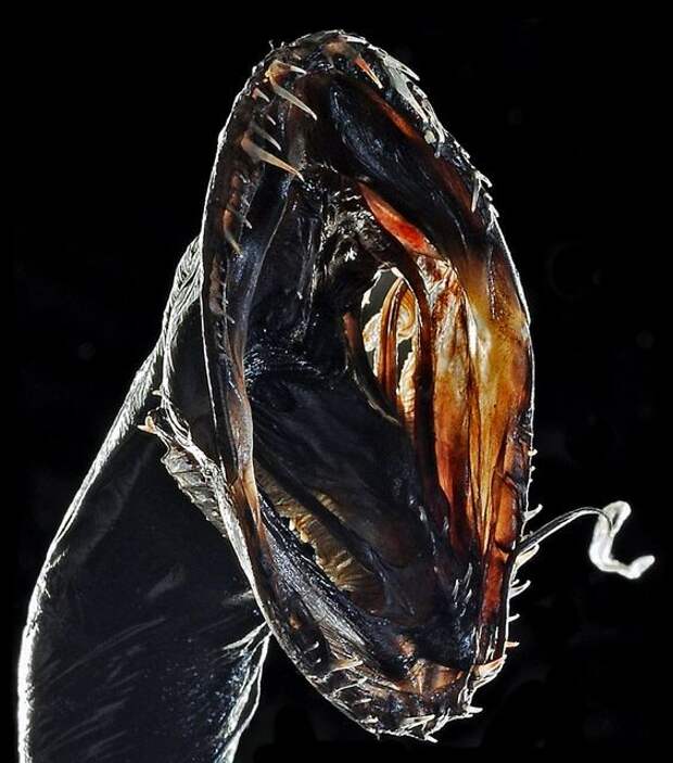 Black Dragonfish (Idiacanthus atlanticus). Вот это ротик! марианская впадина, океан, фауна, чудовища