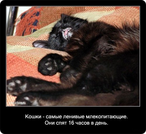 Факты о кошках в картинках