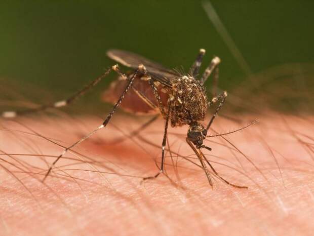 Большие комары: опасны ли эти насекомые