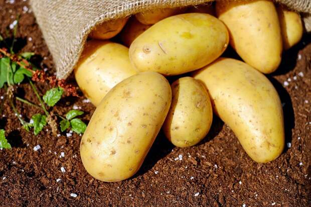 Как правильно удобрять картошку