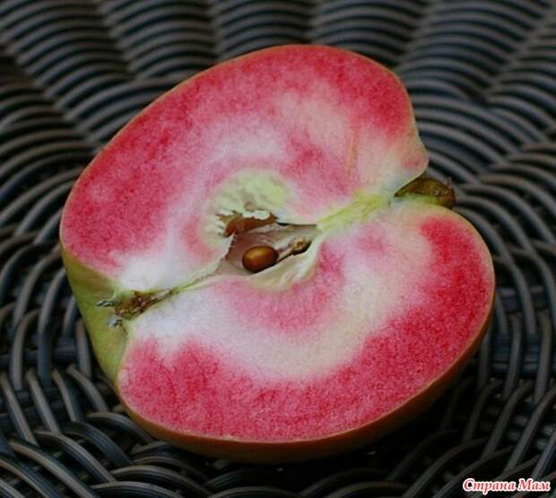 Розовый жемчуг (Pink Pearl apples)- необычный сорт яблок