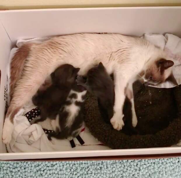 кошка кормит котят