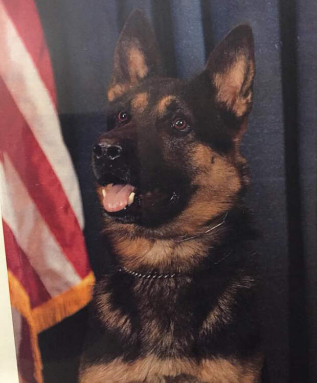 K9 Unit Retires From Service, Officer Adopts His Favorite Partner