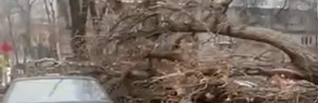 Дерево рухнуло на авто в Алматы