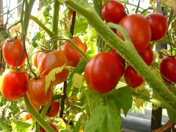 Выращивание огурцов и помидоров в теплицах и в огороде - Мои статьи - Каталог статей - Байкал-ЭМ1