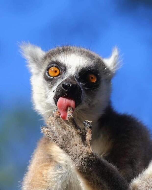 Фотография: Впечатляющие работы фотографа дикой природы Андрея Гудкова №29 - BigPicture.ru