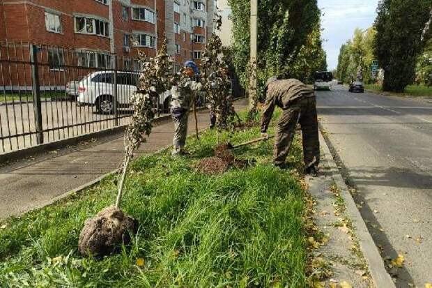 На юге Тамбова высадили 37 тополей