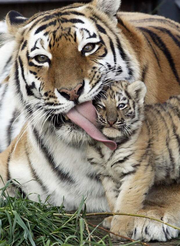 Отличные животные-родители