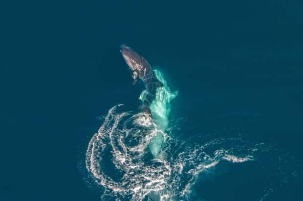 Брачный ритуал китовых акул: первые фото в истории