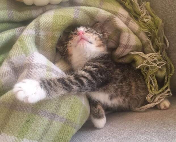 котенок на кровати
