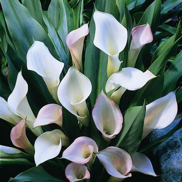http://sazhaemsad.ru/wp-content/uploads/2010/10/6520-Zantedeschia-Crystal-Blush.jpg