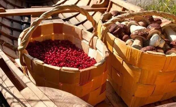В Госдуму внесен законопроект о создании пунктов приема ягод, грибов и орехов