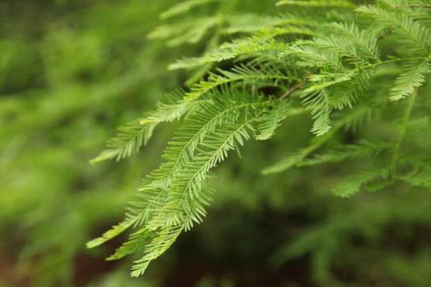 Таксодий двурядный (taxodium distichum)