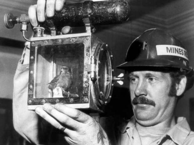Зачем шахтерам нужны были канарейки? (3 фото)