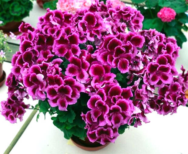 Как правильно осуществлять уход за пеларгонией в домашних условиях?