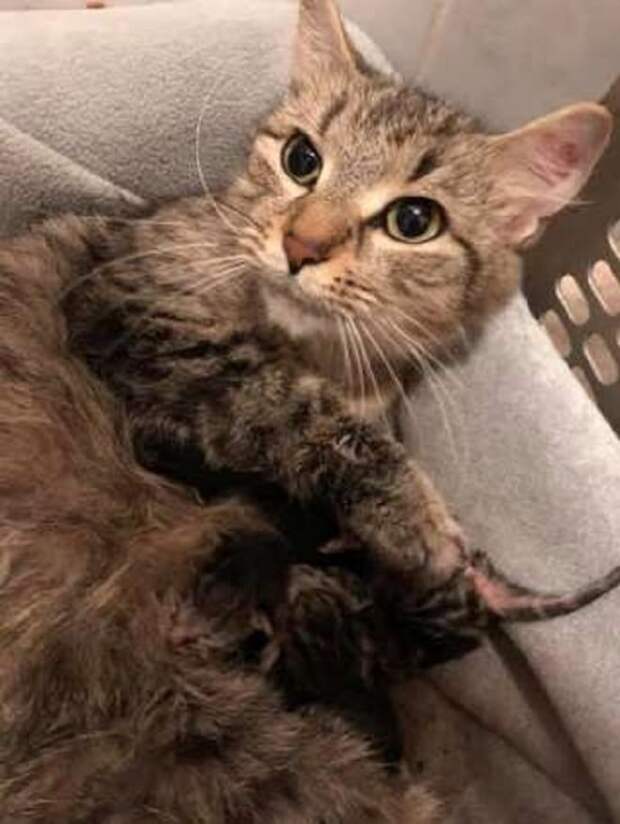 Котенок кушает Кошка с котенком