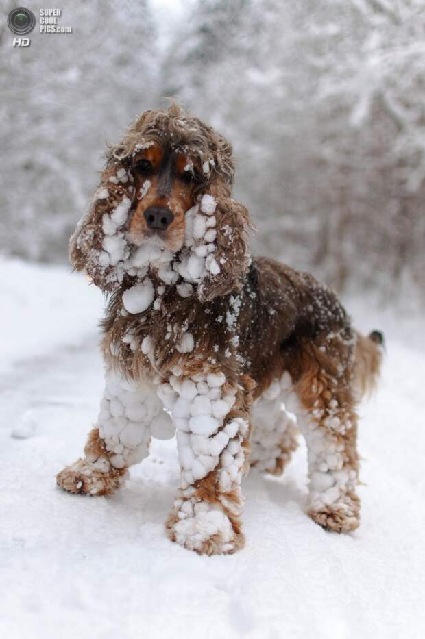 Снег — собачье счастье. (Mark_Tapley)