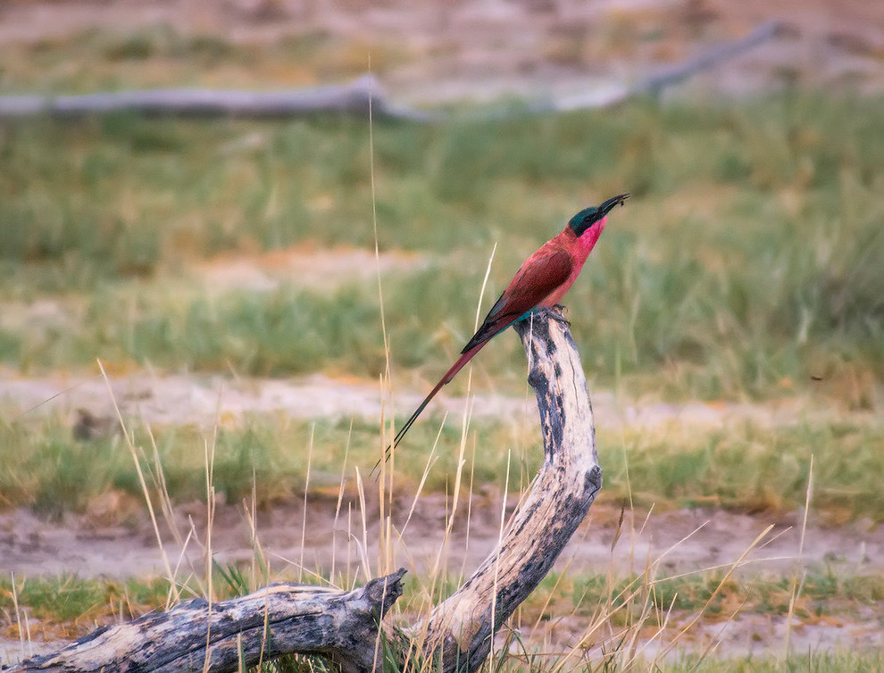 Малиновый пчелоед (carmine bee-eater)