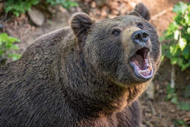 В Калифорнии медведь залез в пикап рабочих и похитил холодильник с едой