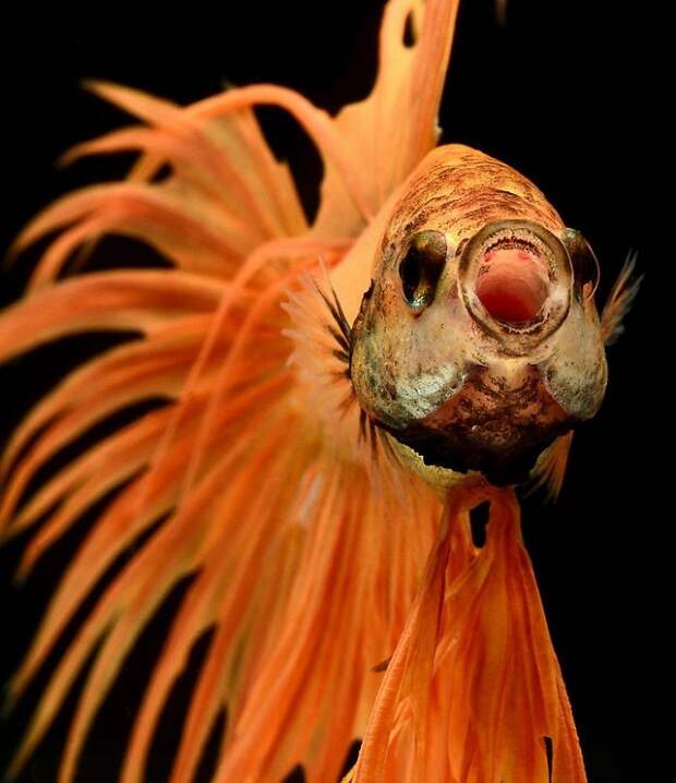 The Elegant And Fantastic Poses Of Aquarium Fish Captured By A Thai Photographer