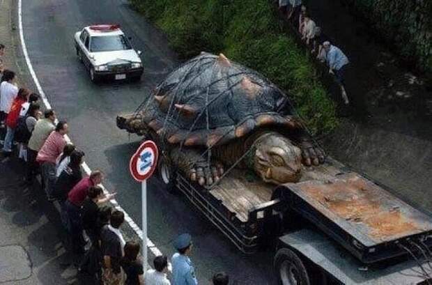 Крупнейшая в мире черепаха найдена в реке Амазонке. Её возраст около 529 лет , Вес- 915,87 кг