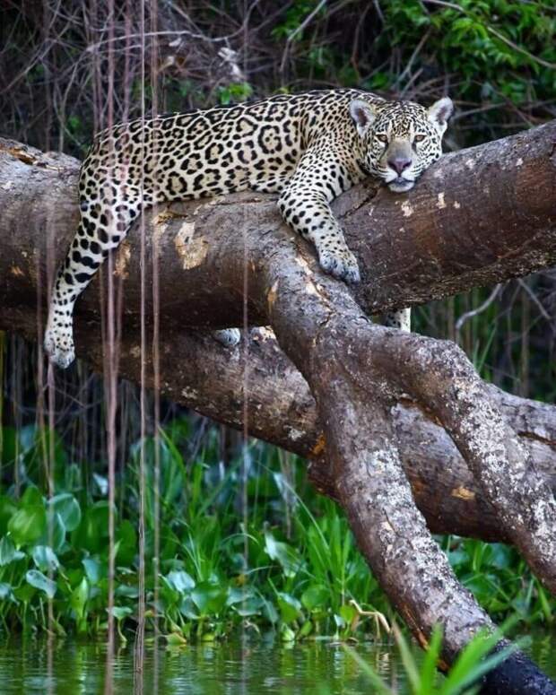 Фотография: Впечатляющие работы фотографа дикой природы Андрея Гудкова №48 - BigPicture.ru