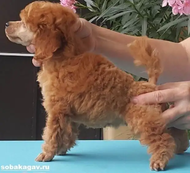 Карликовый пудель собака. Описание, особенности, уход и цена карликового пуделя