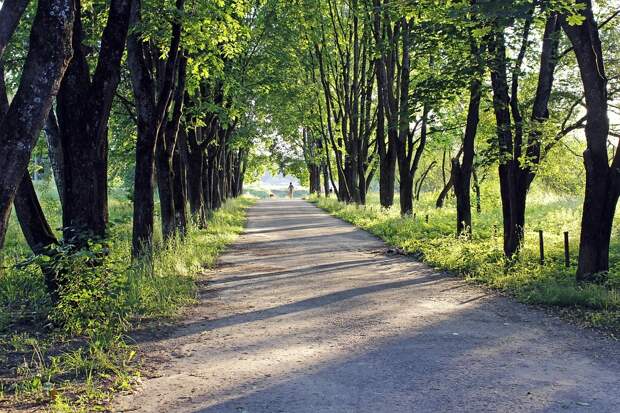 Аллея/Фото: pixabay.com