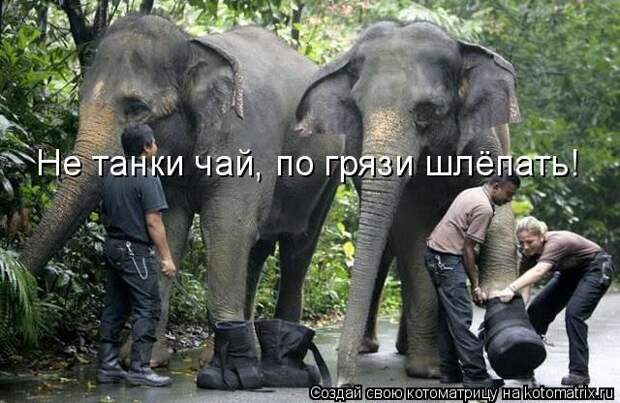 Лучшие котоматрицы недели (50 фото)