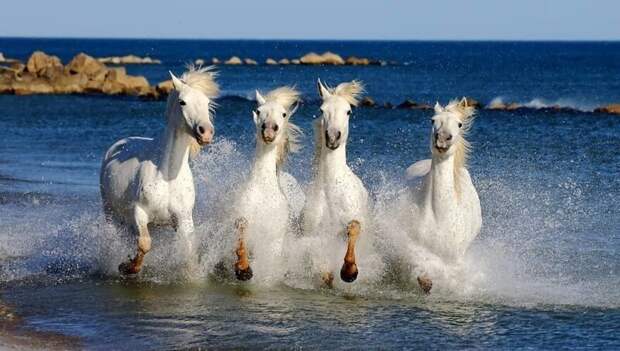 Фотография: Впечатляющие работы фотографа дикой природы Андрея Гудкова №38 - BigPicture.ru