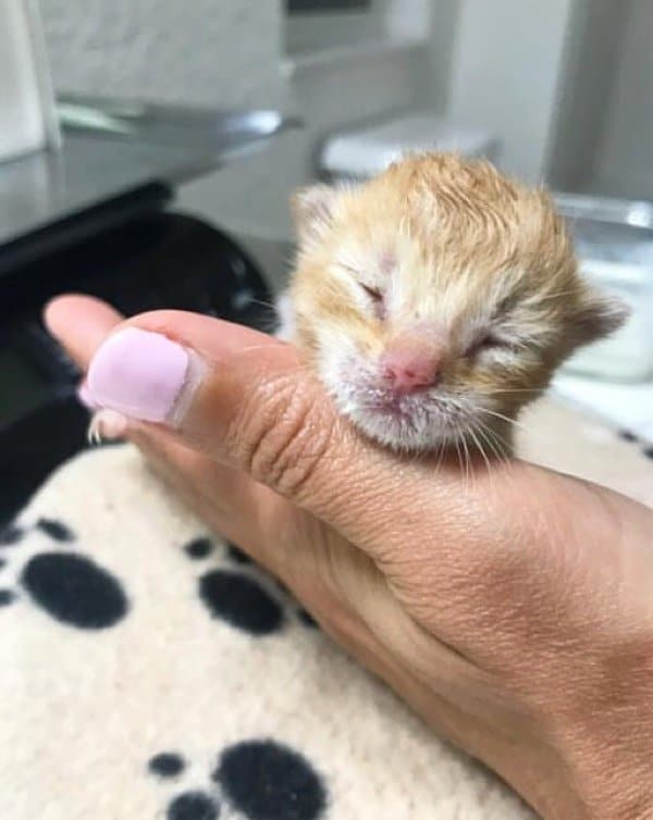 помощь котятам рыжий котенок