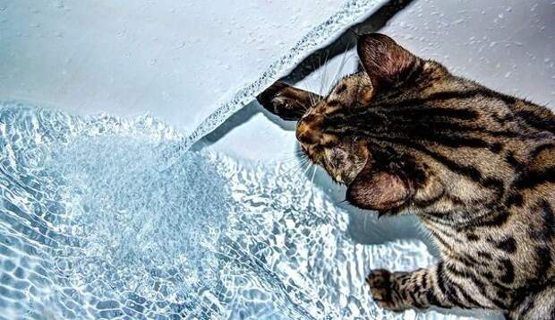 35 котов, которые не боятся воды