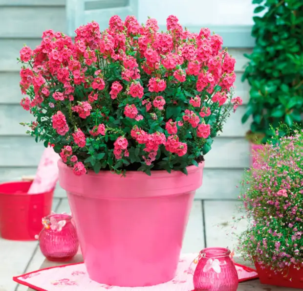 Посадите диасцию в саду и не пожалеете