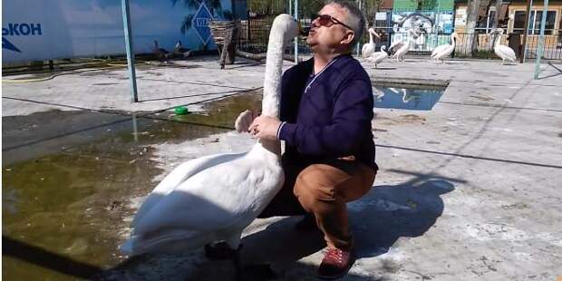 Лебедь Жора жалуется на пеликанов директору зоопарка