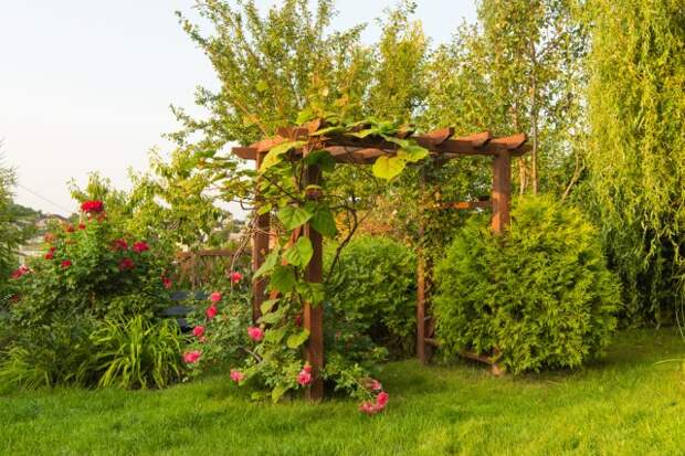 Пергола-арка в саду, увитая лианами