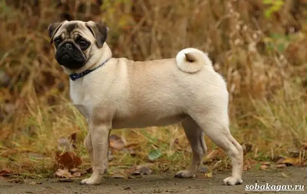 Мопс собака. Описание, особенности, уход и цена мопса