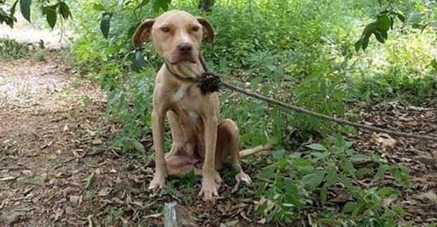 Люди спасли собаку, которую оставили умирать в лесу