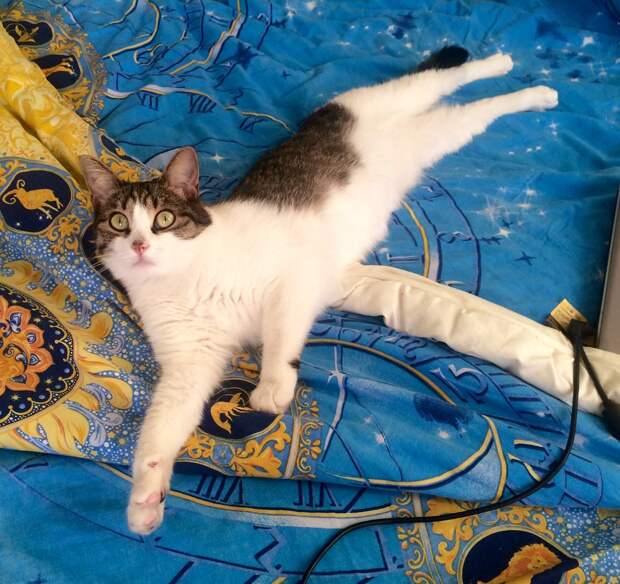 кошка