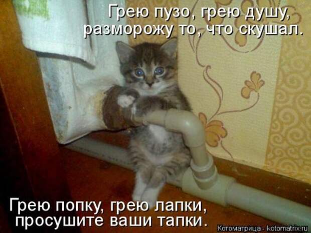 Новая котоматрица для позитива (35 фото)