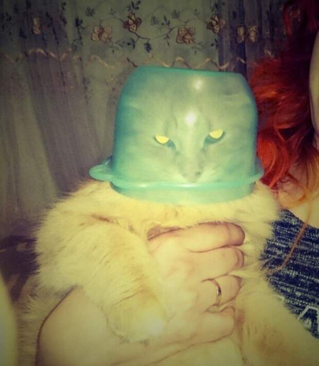Когда хозяин слегка идиот