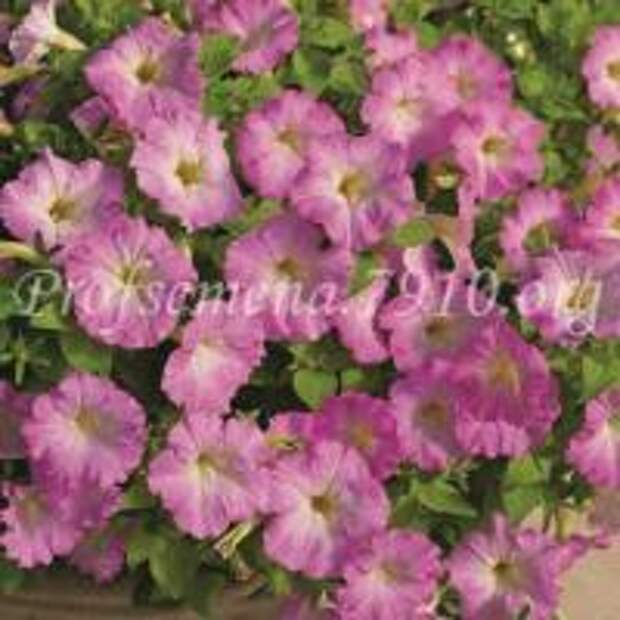 Петуния мелкоцветковая полуампельная Picobella Cascade Pink Glo - 5 шт