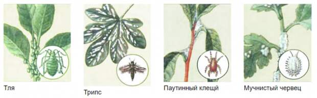Цветок "Женское счастье" - болезни и лечение