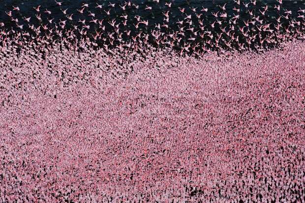 flamingo09 Страна розовых фламинго