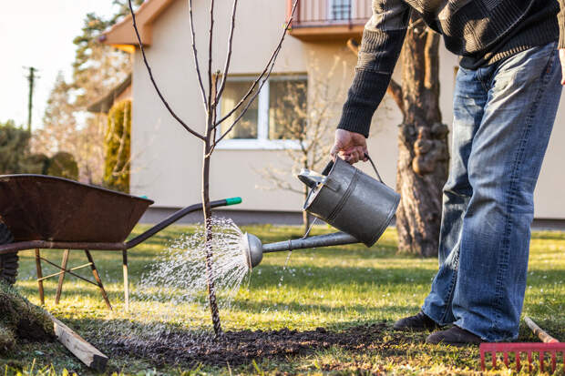 Агроном Лагута: в марте на даче можно сажать холодостойкие культуры