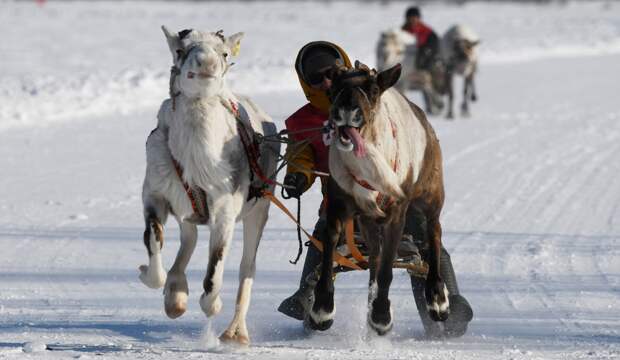 Европеец описал День оленевода в России фразой «напомнил мне Олимпийские игры»