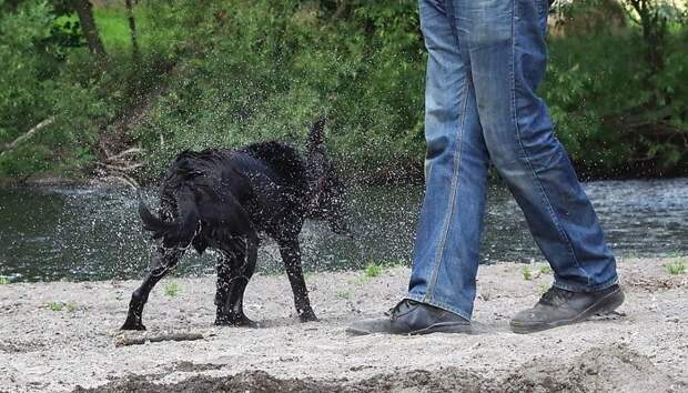 Черный лабрадор Отис весело, вода, животные, забавно, мило, собаки, собачьи игры, фото