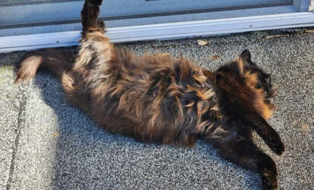 кошки
