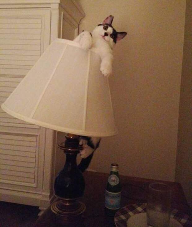 смешные кошки коты, кошки странные места поспать, коты неподходящие места прилечь, кошки выбирают место